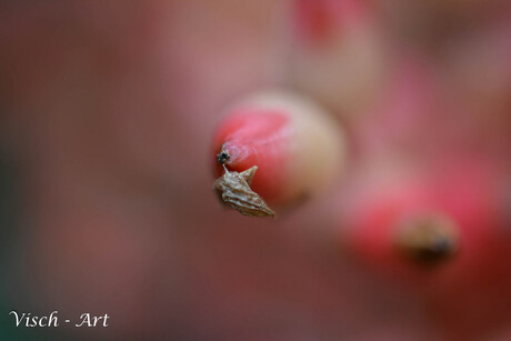 Macro dag bloem