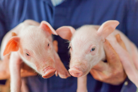 Two Piglets