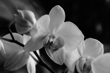 Orchidee