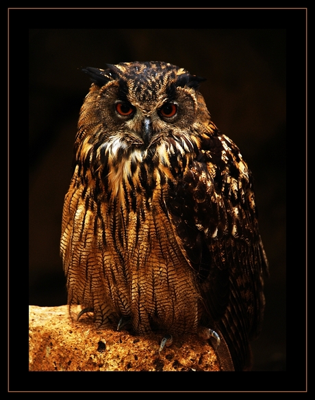 Dark owl