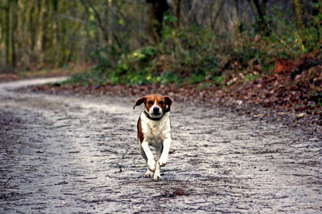 Beagle met verlatingsangst