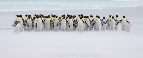 Just a few penguins