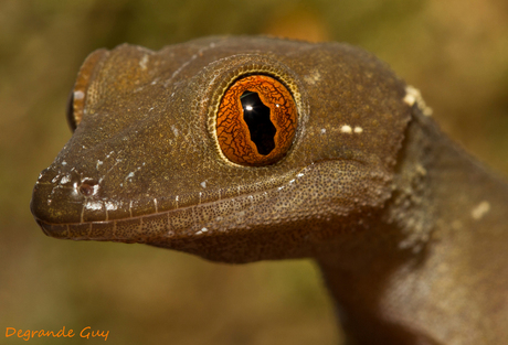 small gecko