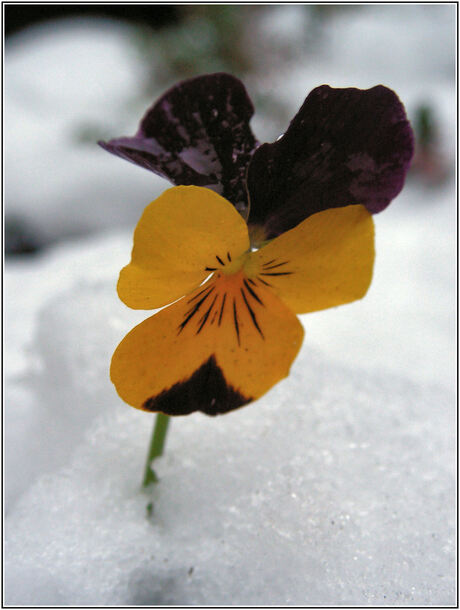 Eenzaam winterviooltje