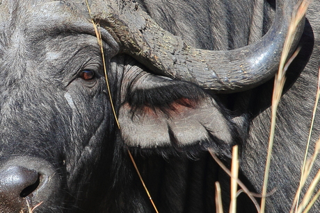 Afrikaanse buffel