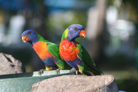 rainbow lorrikeet