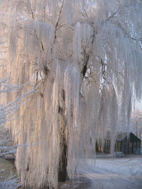 winter 2009 005.JPG