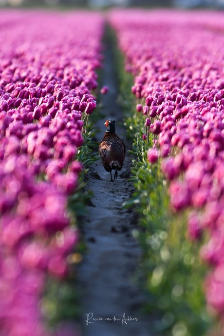 Fazant in een tulpenveld.