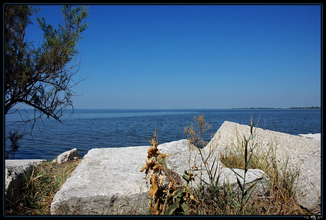 La Camargue 2