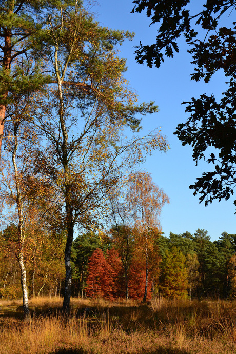 Herfsttinten!