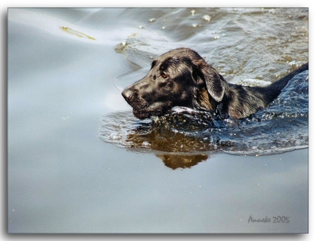 Moby in het water