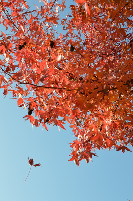 herfst kleuren