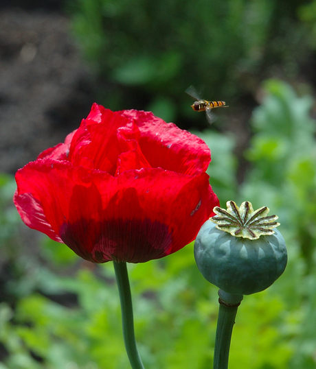Poppy and the hover fly