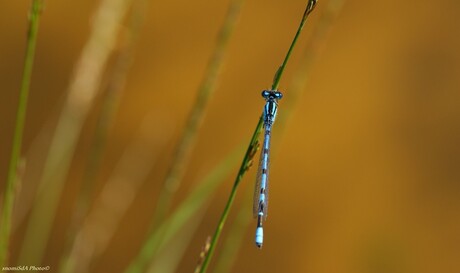 watersnuffel mannetje