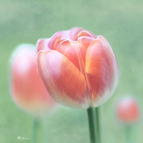 Tulp