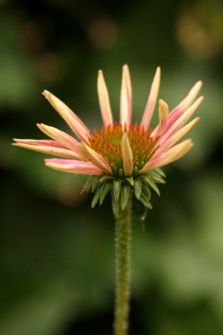 Uitkomende bloem