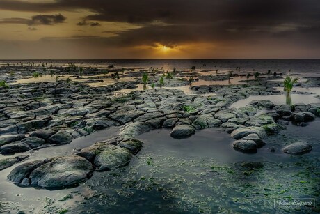 Ternaard bij laag water