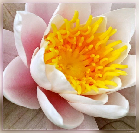 Hart van de Lotus