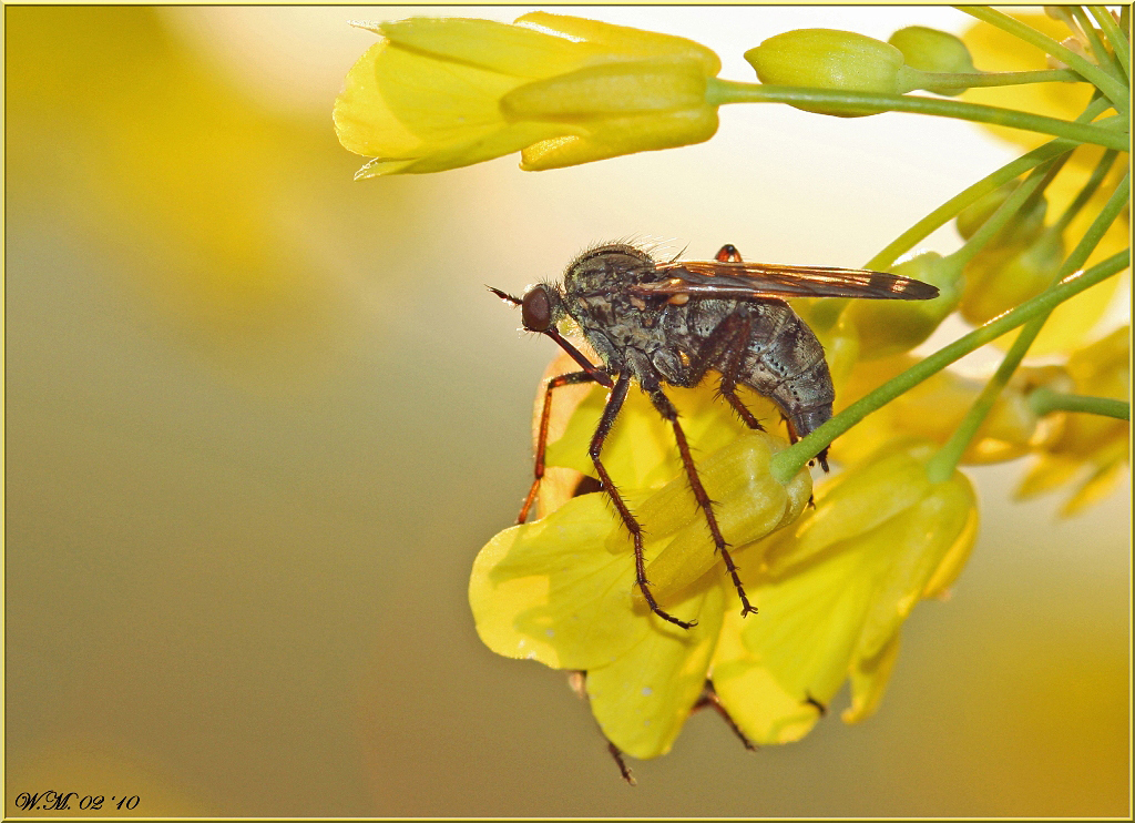 Fields of Gold...part three.... - Nog een foto uit april '09.
Op het oog denk je misschien, nog een Grote Dansvlieg (Empis tesselata), maar als je goed kijkt, zit er nog één verstopt - foto door Friends op 23-02-2010 - deze foto bevat: friends, Grote Dansvlieg, Fields of Gold