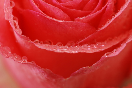 waterdruppels op een roos