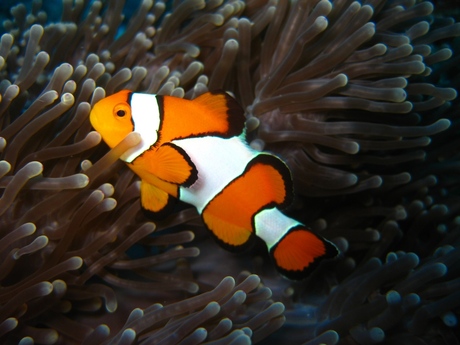 Nemo