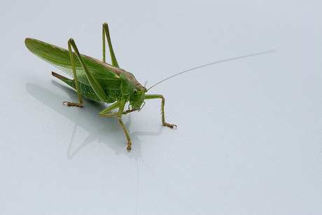 Grasshopper