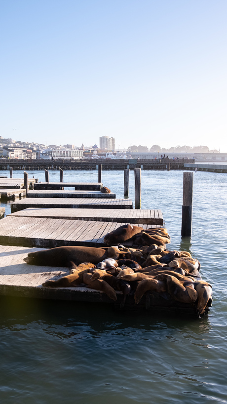 Zeeleeuwen in San Francisco