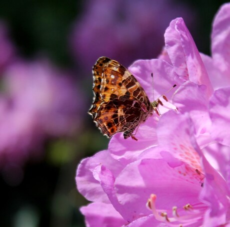 Vlinder in de Rhodo