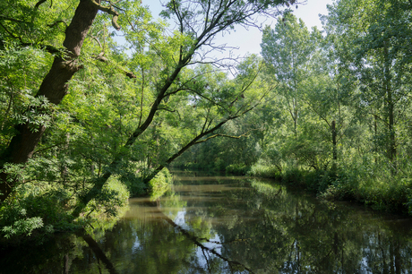 Dommel