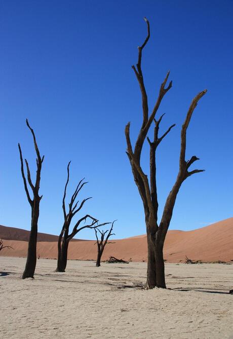 Dead Vlei