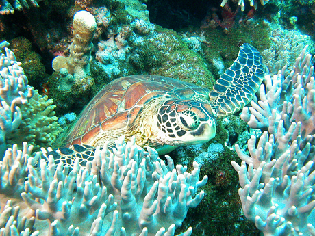 Sea Turtle