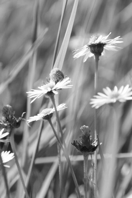 Natuurlijke beweging