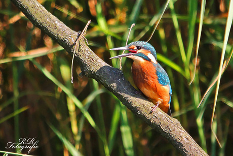 Ijsvogel.