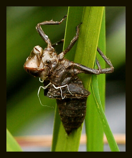 ontvellende libelle