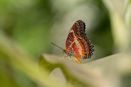 Rode kantvleugelvlinder