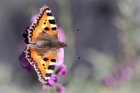 De vlinder, een belangrijk radertje in de natuur. 