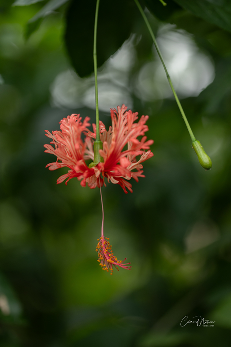 Koraalmalve - Hibiscus schizopelatus.