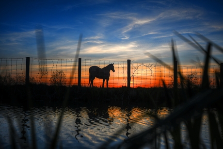 zonsondergang paard