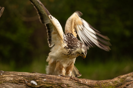 Buizerd in actie