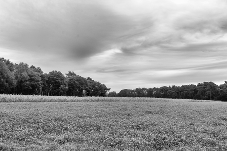 De natuur achromatisch gezien