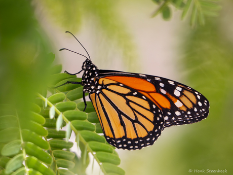 Monarchvlinder op Bonaire