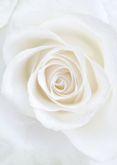 Softness in its purest form.