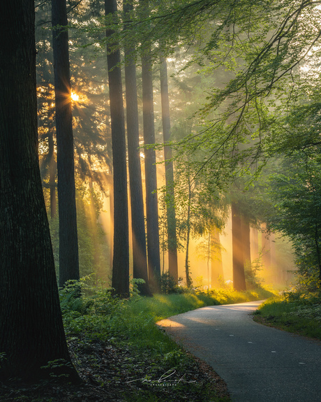 Zonneharpen