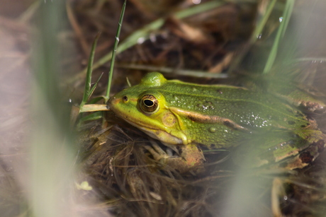 frog