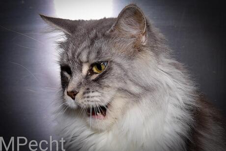 Gida maine coon Diva 