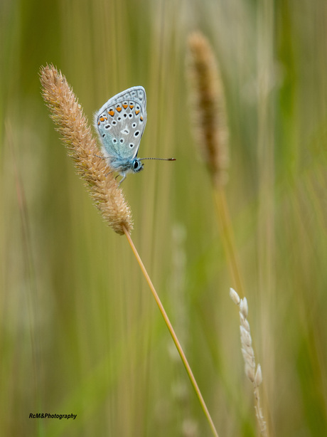 Het icarusblauwtje.