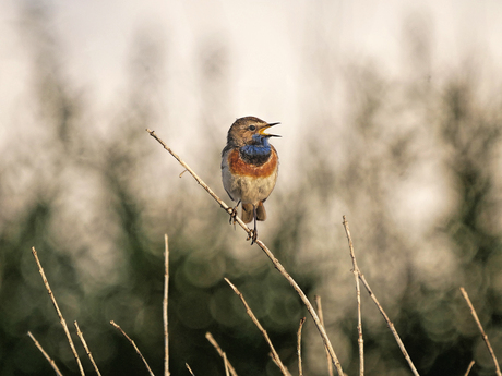 Uit volle Blauwborst