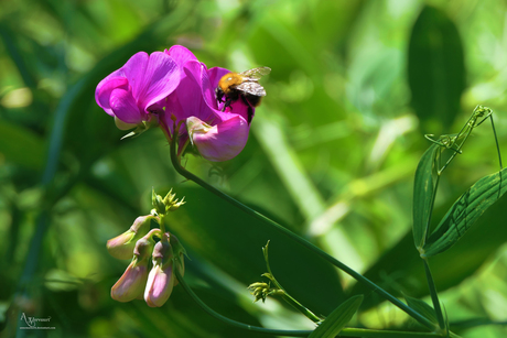 Hommel