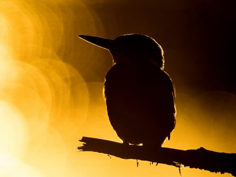 IJsvogel in silhouet.