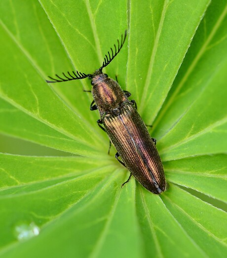 Kniptor ( Ctenicera cuprea )